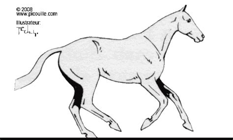 Le peintre picard andré zetlaoui, lors d'un stage d'aquarelle, dessine sous nos yeux un cheval au galop.il dispense régulièrement des cours de peinture aqua. Galop 3 : Les allures ! - Blog de pass-ton-galop-tranquill