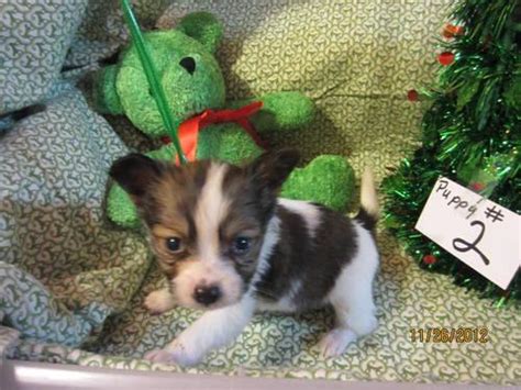 Browse photos and descriptions of 1000 of florida papillon puppies of many breeds available right now! Papillon Puppies, Champion Lines- AKC Champion Lines ...