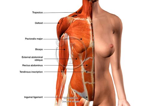 Maybe you would like to learn more about one of these? Female chest muscles with labels. | Stocktrek Images