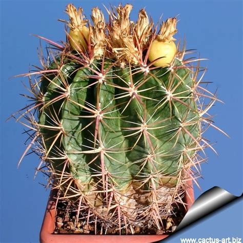 Opuntia littoralis looks very similar to coastal cholla in the shape of its leaves, placement of its spikes. Ferocactus viridescens - Alchetron, The Free Social ...