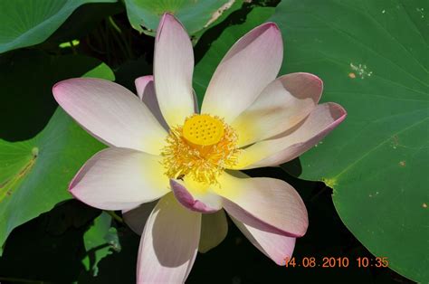 Virginia employment commission, richmond, virginia. Water Lilies Botanical Gardens in Norfolk Va | Botanical ...