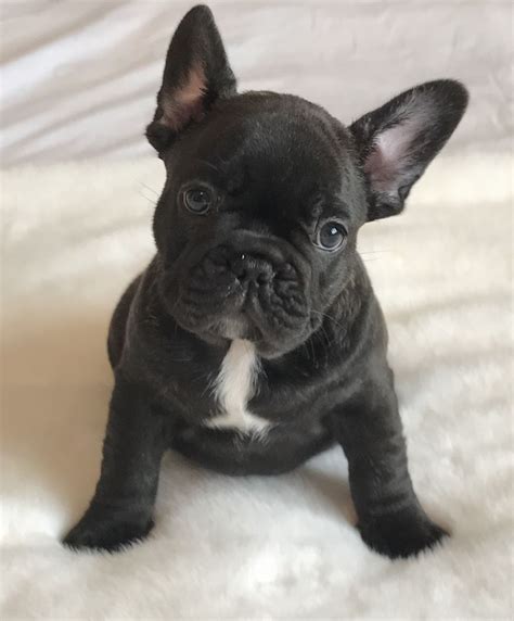 The frenchie makes a great family pet! French Bulldog Puppies For Sale | Little Rock, AR #228718