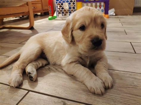 Preservation hobby breeder & trainer of british style golden retrievers in alaska health tested parents coat. stunning golden retriever puppies ready to go FOR SALE ADOPTION from Dundas Alaska Anchorage ...
