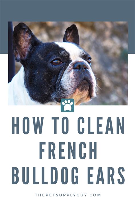 See more ideas about bulldog training, dog training advice, dog training. Best Ear Cleaner for a French Bulldog | Ear cleaning ...