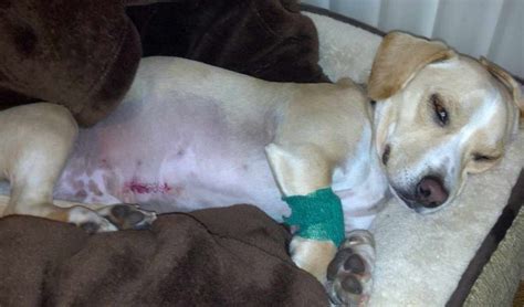 Canine liver cancer can occur for a number of reasons; Liver Cancer In Dogs Treatment | petswithlove.us