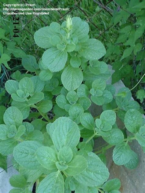 For cats specifically, try scaredy cat (coleus canina), or herbs such as lavender and rosemary. PlantFiles Pictures: Scaredy Cat, Scardy Plant, Cat ...