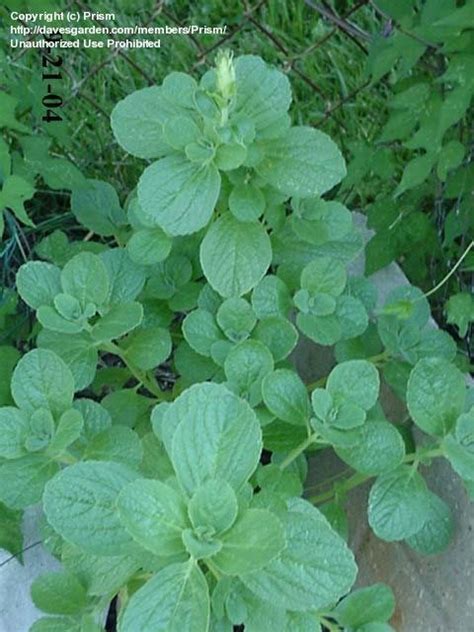 Cat repellents are intended as a harmless deterrent to keep cats at bay. PlantFiles Pictures: Plectranthus Species, Cat Repellent ...