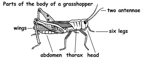 Backbone is not the only framework like this; Scientific Illustration