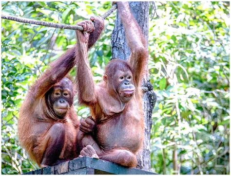 Сколько стоит билет, есть ли льготы или возможность бесплатного посещения? The Sepilok Orangutan Rehabilitation Centre in Malaysian ...