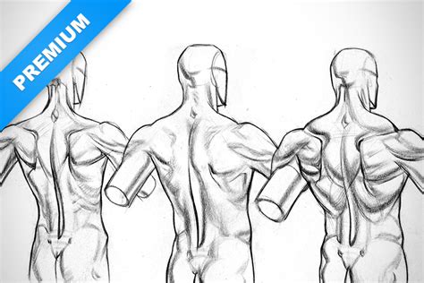 Maybe you would like to learn more about one of these? Physique Variations of the Lower Back Muscles | Proko