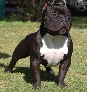 So, the gottiline pit bull bloodline is named after the notorious juan gotty. Ηλεκτρονική Εφημερίδα Μαθητών 1