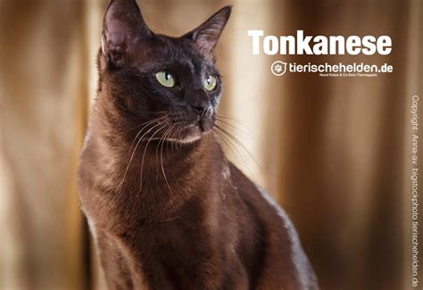 Tonkanese Katze Rasseportrait - Charakter und Haltung ...