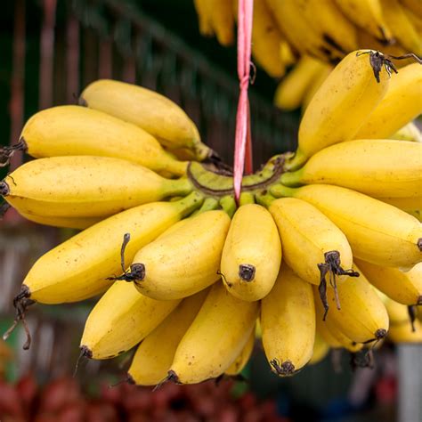 I will try again though and use a little vanilla as i read someone else did. Thai dishes with Banana - Lady Finger banana (กล้วยไข่ ...