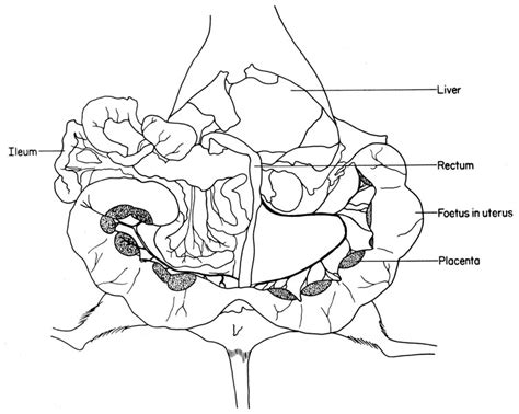 The cervix is a muscular cylinder at the bottom of the uterus. Pregnant Women Anatomy - Anatomy Drawing Diagram