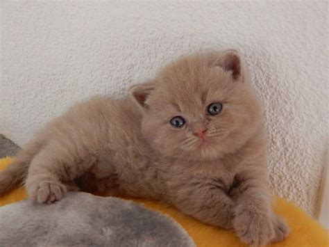 All of this information will help you choose the right british longhair cat breeder when you're looking to adopt a british longhair kitten or cat. British Shorthair Kittens For Adoption Near Me