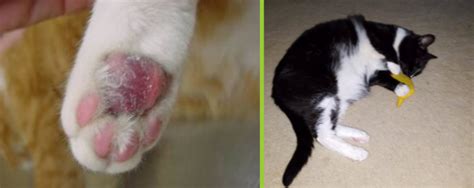 Calicivirus infection is not common, due to vaccinatiom, but if a cat is infected. Blog - NHV Natural Pet Products