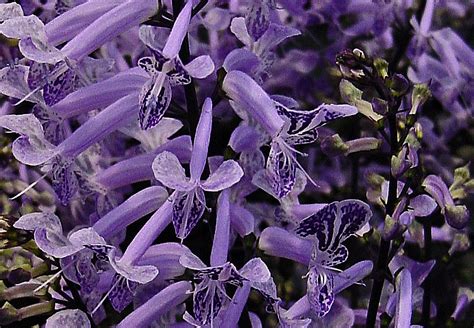 Swedish ivy produces white or light purple blooms off and on throughout the year. Plectranthus "Mona Lavender" & Gardening To Do's | Urban ...