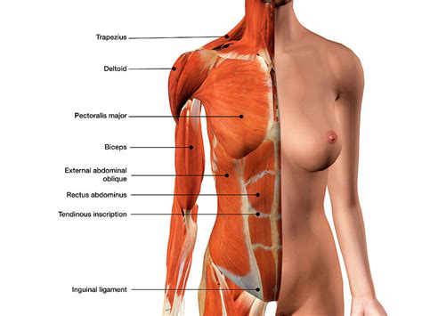 Learn about each muscle, their locations & functional the pectorals, or chest muscles, are so large and prominent that they can't be hidden. Female Chest Muscles With Labels Photograph by Hank Grebe