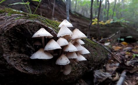 Her feature writing and directing includes claire in motion, starring betsy brandt. Generous rain totals create boom year for mushrooms | WTOP