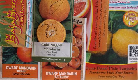Feel free to contact us! Dwarf, Semi-dwarf, and Standard citrus trees: What are ...