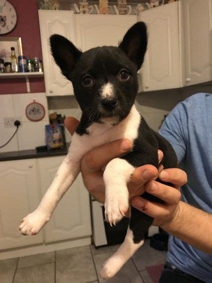 Find basenji puppies for sale on pets4you.com. Basenji Puppies For Sale | Pennsylvania Avenue, Gibsonton ...