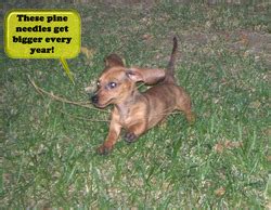 Find dachshund puppies and breeders in your area and helpful dachshund information. Dog Breeders in California