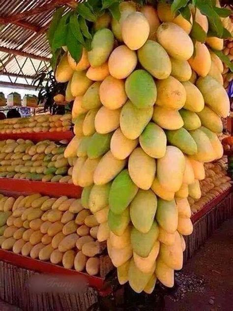 People do not pick figs from thornbushes, or grapes from briers. Mango Tree in Pot, Fast Bearing Fruit Too - Miri City Sharing