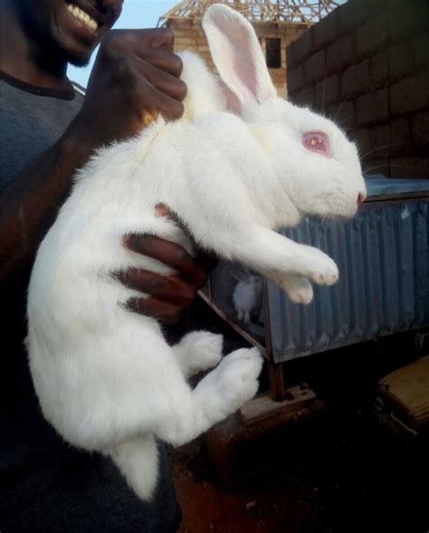 For having this pet, you also have to know the cost in case there are health issues to be addressed. Flemish Gaint(rabbit) - Pets - Nigeria