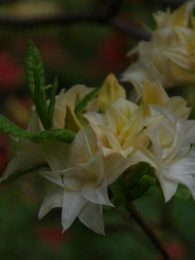Check spelling or type a new query. Rhododendron 'Mécène' - Tuinazalea | De Tuinen van Appeltern