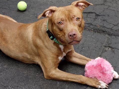 New york turns to pets during lockdown. AC&C Weekly Pet Post: Meet Lacey, Liannie and Bartholomew ...