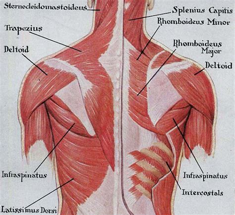 12 photos of the back muscle chart. Human back muscle anatomy