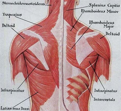 The it crosses the back of the shoulder and attaches to the upper humeral shaft, below the head. Human back muscle anatomy