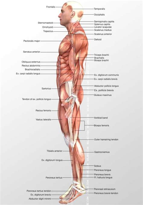 The muscles on the left side are the superficial muscles (close. Muscle 3D Illustrations|human body illustrations