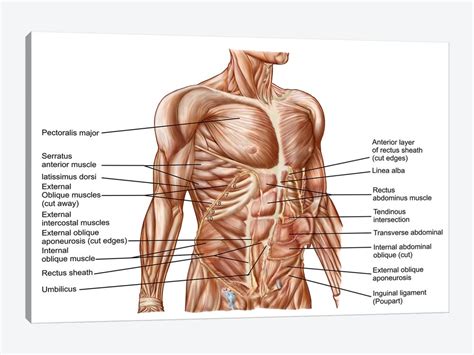 Raps about human a and p muscle : Anatomy Of Human Abdominal Muscles Canvas A... | Stocktrek ...