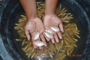 Selain membuat kolam ikan, alternatif lainnya adalah memelihara ikan di aquarium. 6 Cara Budidaya Ikan Gurame di Akuarium Serta Cara ...