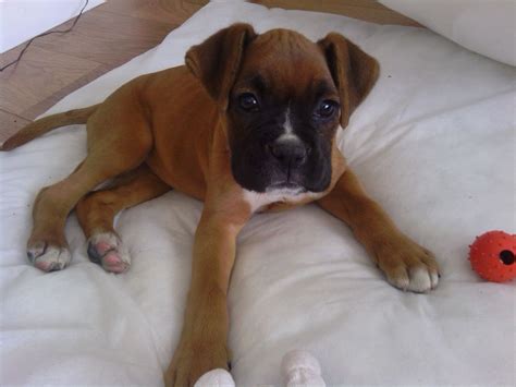 Nj puppy rescue inc's adoption process. Boxer Puppies For Sale | Central Avenue, NJ #248991