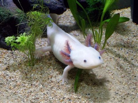 How many colors of signs are there. Axolotl Colors Guide! - How Many Varieties Are There?