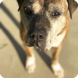 Most importantly, all adopters must be willing and able to spend the time and money necessary to provide training, medical treatment and proper care for their. Los Angeles, CA - Boxer/Labrador Retriever Mix. Meet Fae a ...