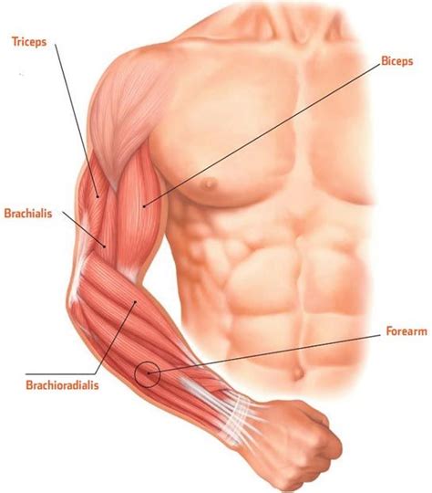 The deltoid muscle is a rounded, triangular muscle located on the uppermost part of the arm and the top of the shoulder. WHAT MUSCLES DO I NEED TO TRAIN FOR EXTRA-LARGE ARMS? | A ...