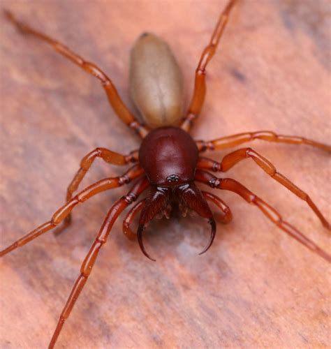 There are three species of black widow spiders in north america. Close-up of the chelicerae and fangs of Dysdera crocata. A ...