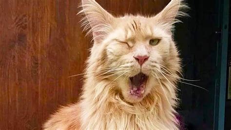 Extrem seltener Maine Coon Kater in Schweden geboren ...