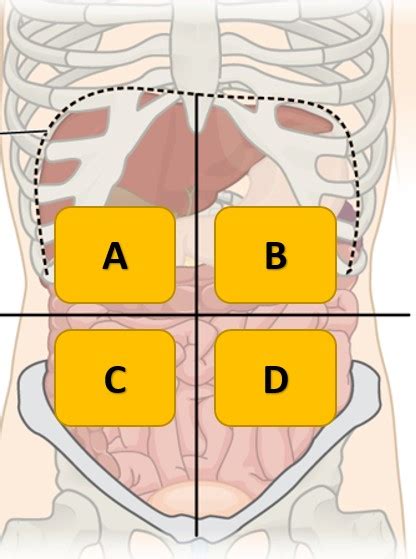 The region can be divided into quadrants using 2 lines, marked by bony landmarks: Anatomical Quadrants / The 4 Quadrants And 9 Regions Of ...