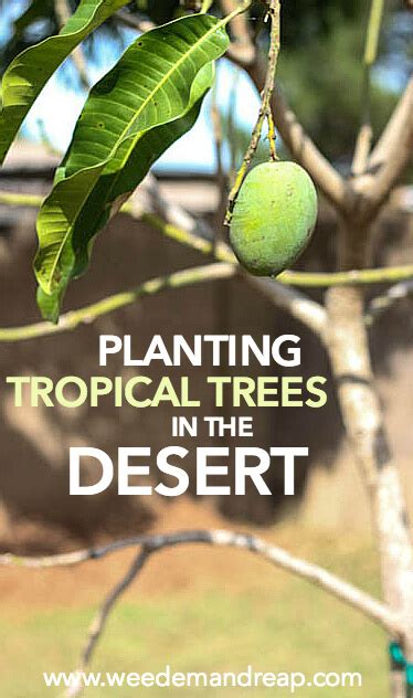 A tropical climate is identified as a climate characteristic to the tropics. Planting Tropical Trees in the Desert