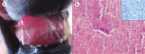 Dog eye melanoma has two different forms of clinical representation; The second follow-up (Time 2) of a dog with oral ...