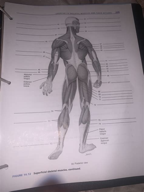 Upper limb arm forearm muscles actions, blood supply, innervation, attachment. Solved: EXERCISE 14 SKELETAL MUSCLES AND THEIR AC1IONS 235 ...