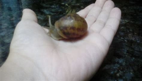 How to set up a simple terrarium. The 2 Best Ways to Care for Garden Snails - wikiHow