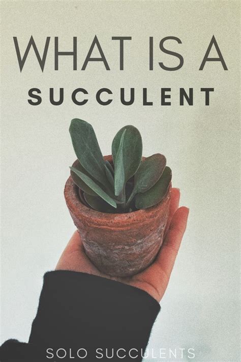 Hey guys we are back with an new fresh article and in this article we are gonna talk about what is the difference between cactus and succulent? What is a succulent? Your guide to succulent plants, as ...