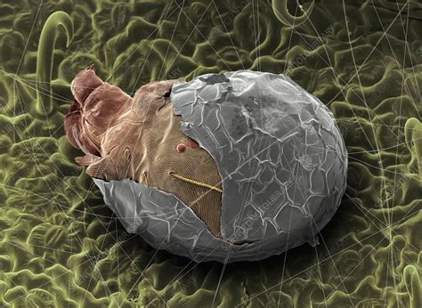 Select from premium spider mite of the highest quality. Spider mite, SEM - Stock Image - C002/6593 - Science Photo ...