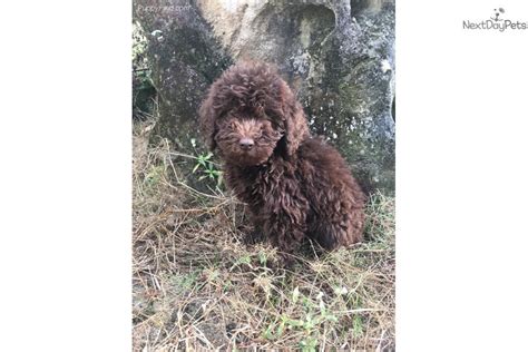 Here are some from nearby areas. Tracy: Labradoodle puppy for sale near Tampa Bay Area ...