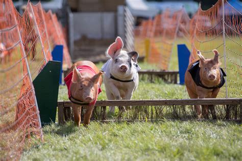 Download team app and search for limelite show horses. Hogging the limelight - pig racing in Perthshire - The Courier